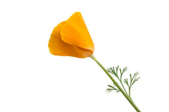 Californian Poppy