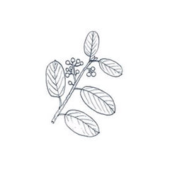 Cascara Sagrada Bark