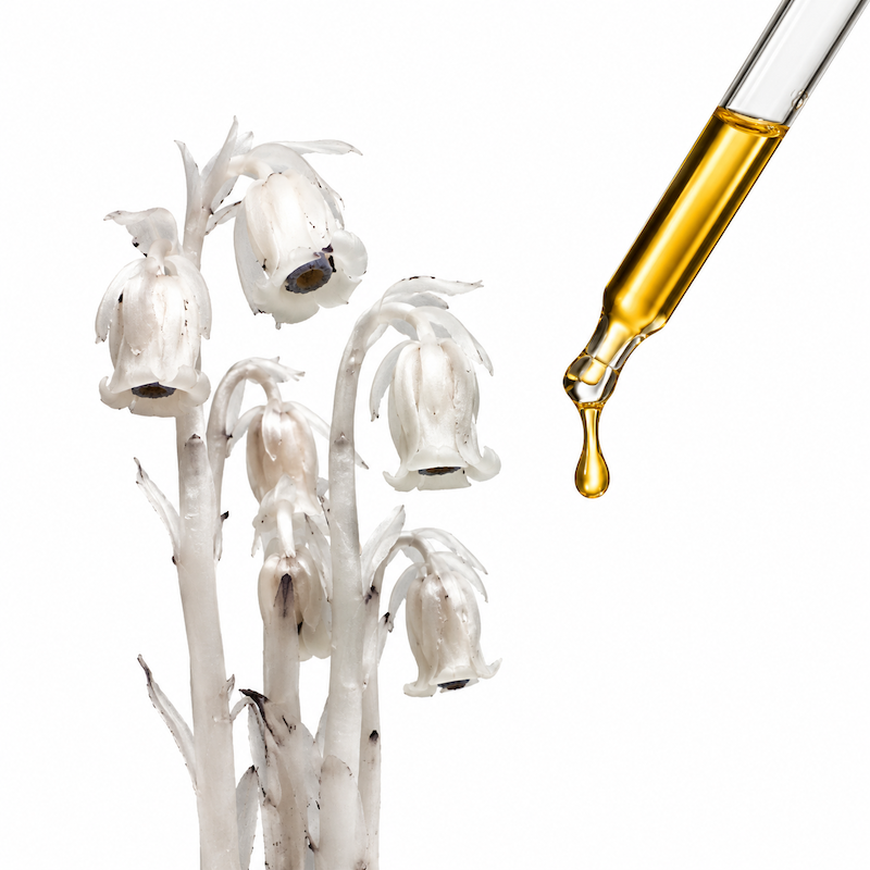 Ghost Pipe | Tincture