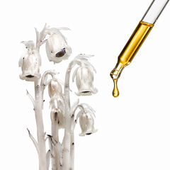 Ghost Pipe | Tincture