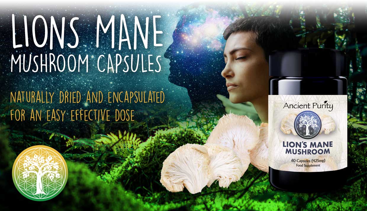 Lion's Mane Mushroom