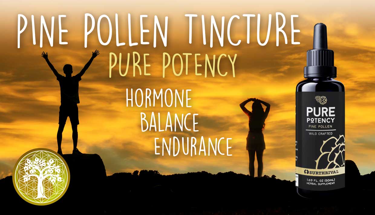 Pine Pollen | Tincture