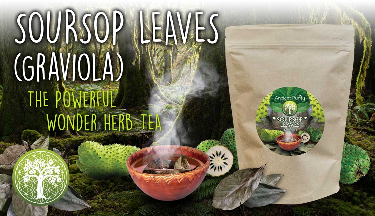 Soursop Leaves | Tea