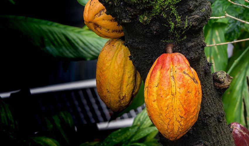 Cacao... Superfood