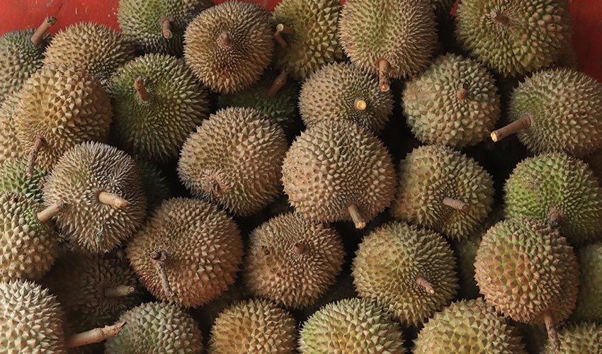 Durian Fruit