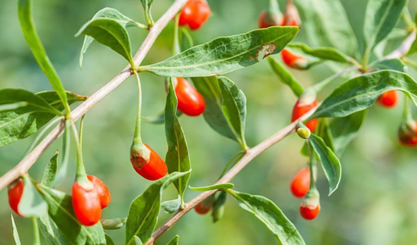 Goji Berries