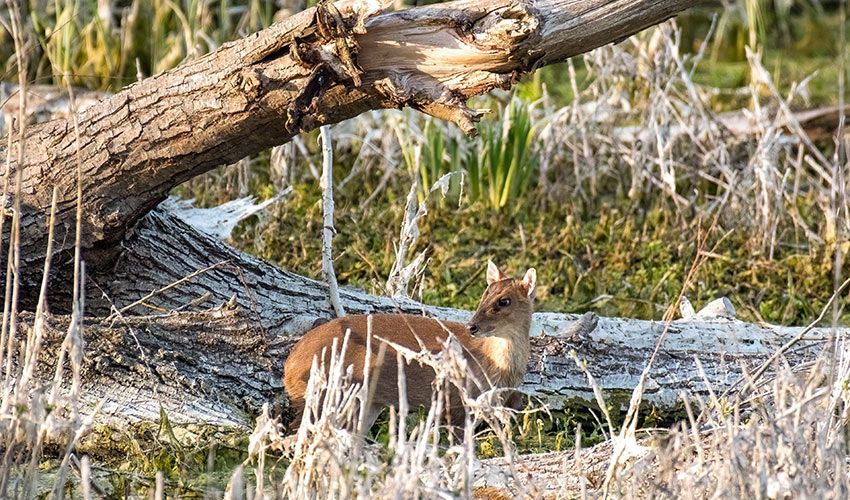Muntjac's Spirit Animals at Ancient Purity | Ancient Purity Blog