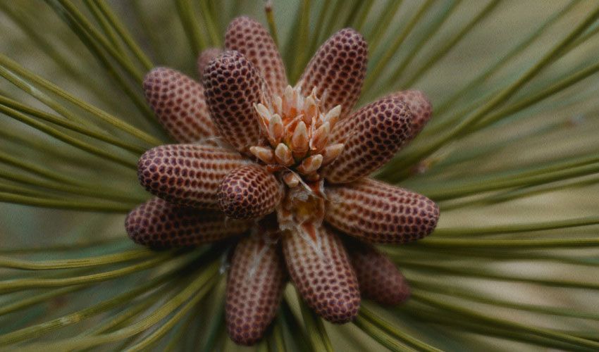 Pine Pollen Powder