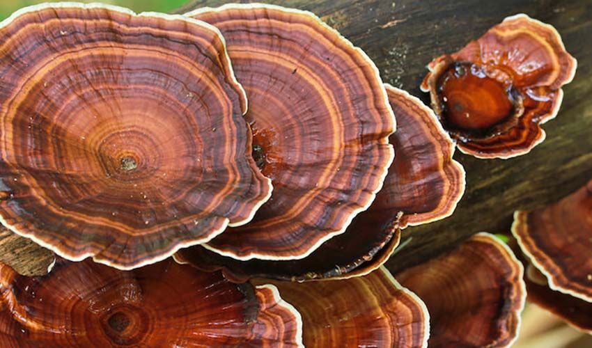 Reishi Mushroom