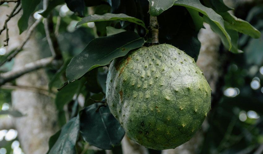 Soursop Leaves