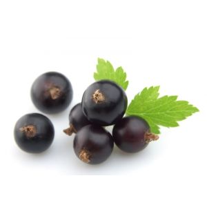 Blackcurrant Seed Oil 