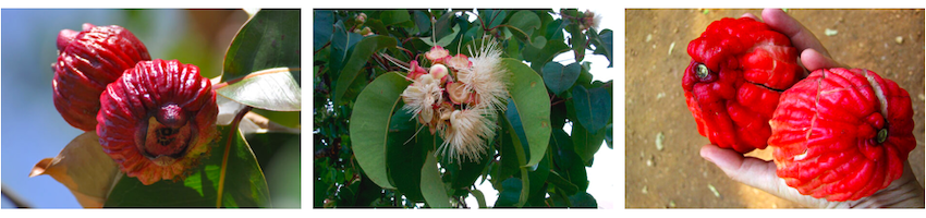 Superfruit from the Outback - Bush Apple Syrup