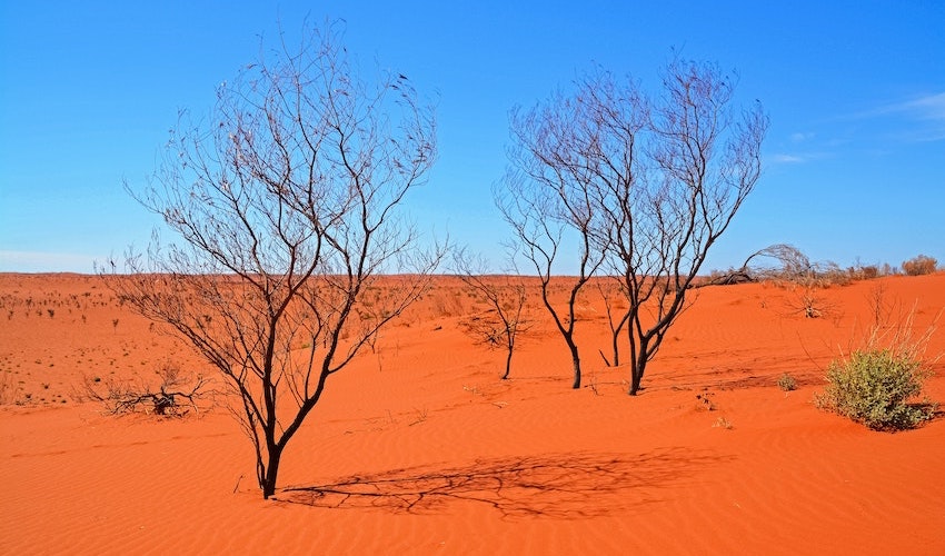 desert lime Australian superfoods