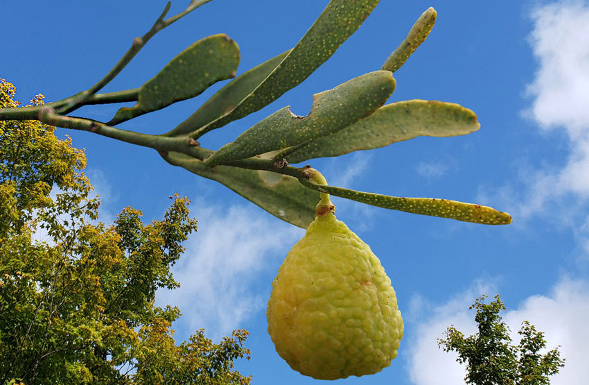 desert lime Australian superfoods UK