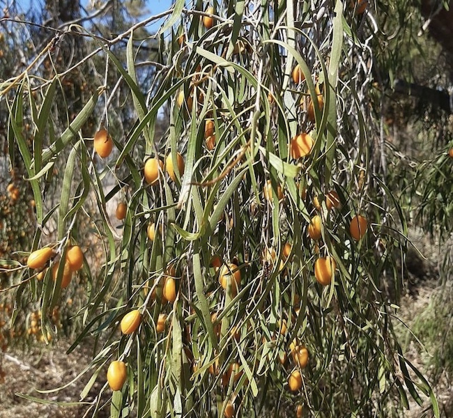 gumby gumby tea Australia superfood tea