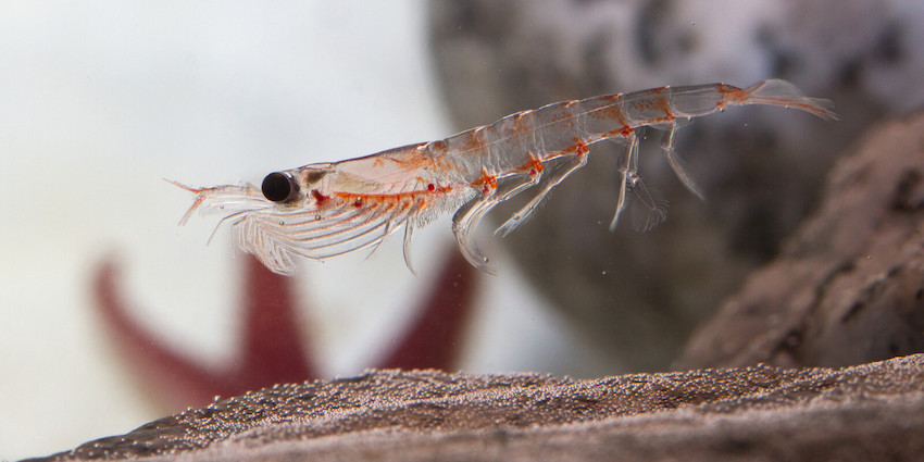 Our Krill Oil is sourced from Antarctic Krill (Euphausia superba) 