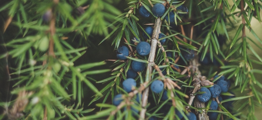 organic blueberry extract supplement amazon UK