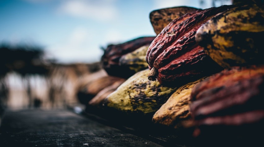 ancient purity cacao