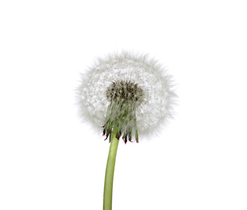 Dandelion (Taraxacum officinale) has been used medicinally for centuries by many cultural groups, native to Europe, Asia and North America. High in Fibre, Vitamin A, C, K, with the addition of being rich in many minerals.