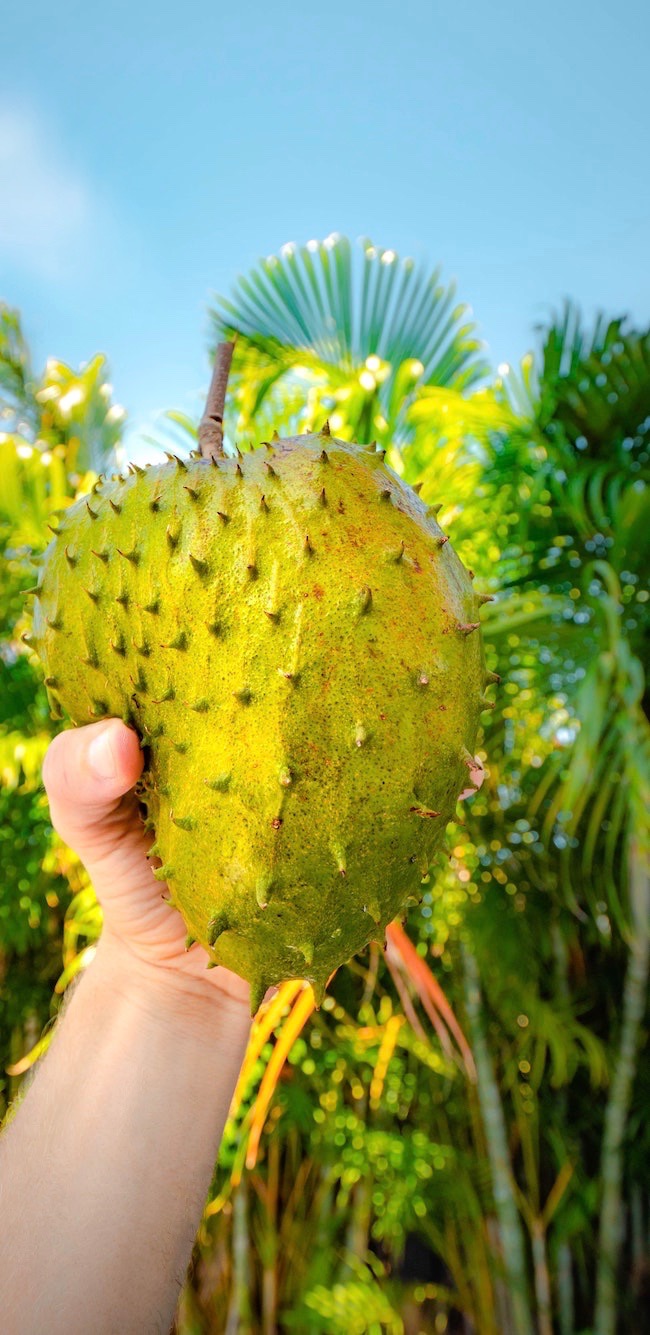 durian durian durian