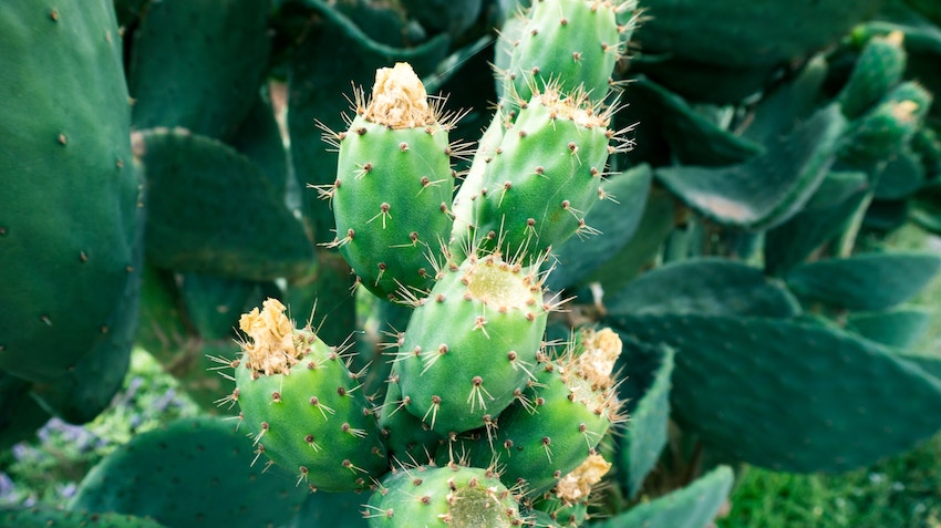 prickly pear benefits