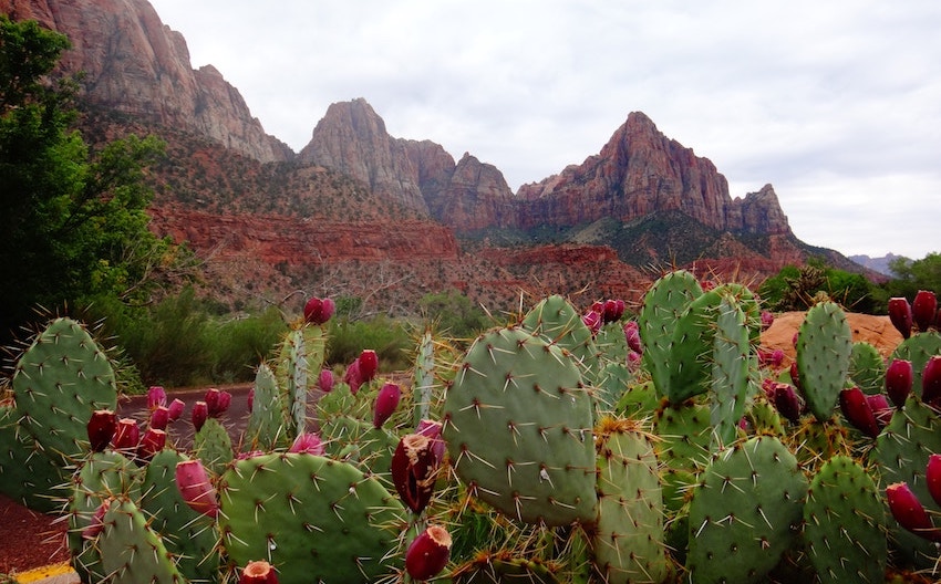 organic nopal cactus