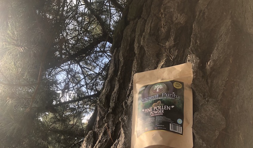 organic pine pollen powder