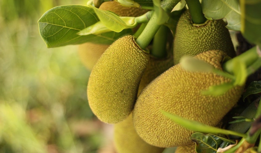 jackfruit powder uses