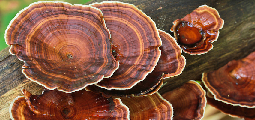 David Wolfe reishi mushroom