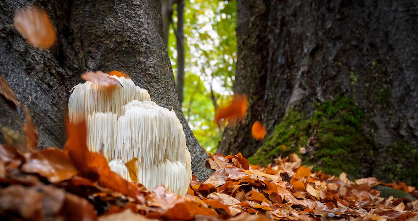 lions mane health benefits cognition mood memory health