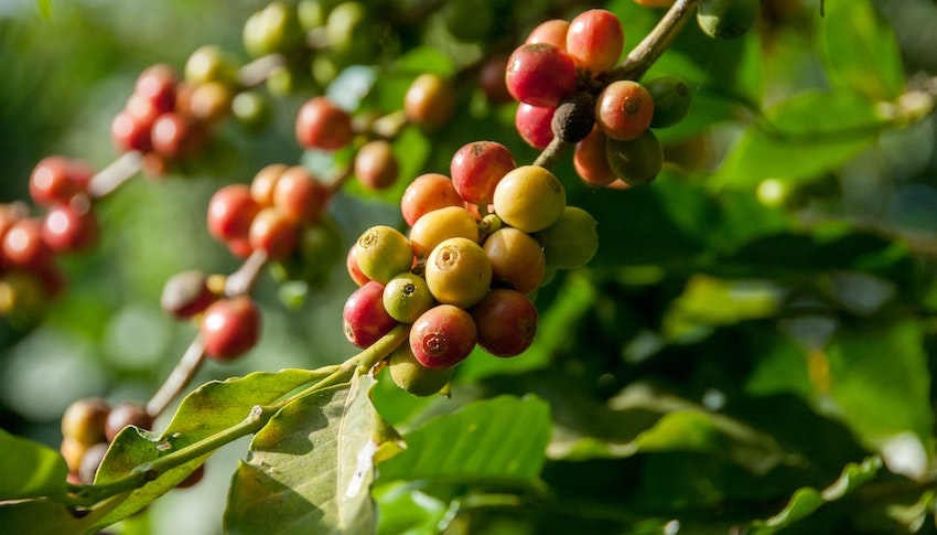 Ginkgo Biloba Organic NeuroFactor® Coffee Fruit Extract and BDNF