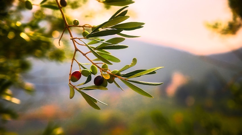 Biodynamic® Extra Virgin Olive Oil utilises only the finest Koroneiki Olives native to Greece that yield a high content of oleic acid and polyphenols. The incredibly healthy Olive Oil we offer here was exclusively produced on small biodynamic family farms in the south of Greece. 