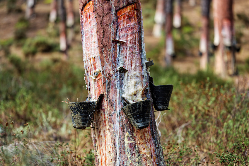 Pine Resin Turpentine Essential Oil - Organic (Pinus Pinaster)