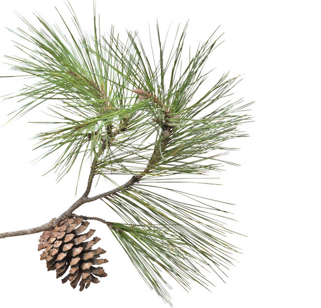 pine needle essential oil