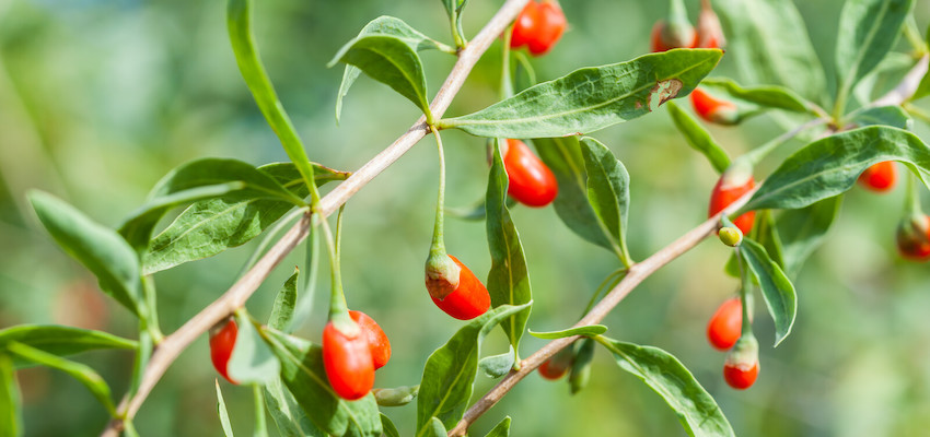 how to eat goji berries vegan