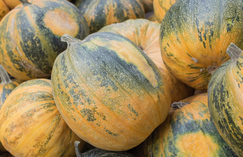 ancient purity pumpkin seeds for zinc styrian 