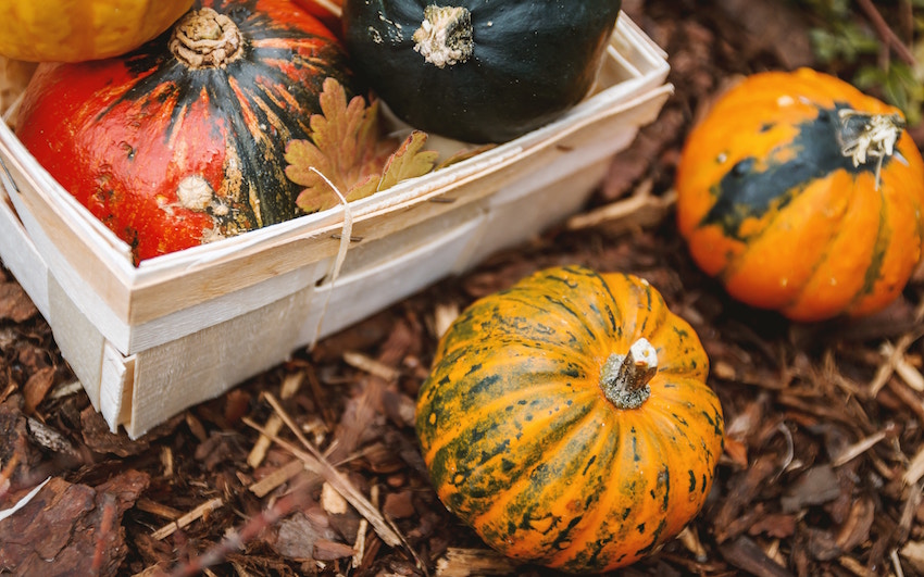 Styrian Pumpkin organic