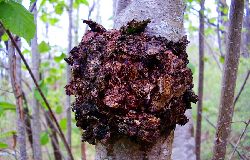 Chaga Tincture we offer here is most impressive for its antioxidant content. It is also low in calories, free of sugar and fat as well as very extremely high in fibre. In 1864, German-born pharmacist and chemist Johann Georg Noel Dragendorff was the first to study Chaga’s complicated chemical composition. Since then, scientific research has revealed a wide range of more than 200 different bioactive metabolites. Some of these components include: triterpenes, ergosterol & ergosterol peroxide, sesquiterpene, benzoic acid derivatives, hispidin, melanins, and polysaccharides, including beta-glucans. 