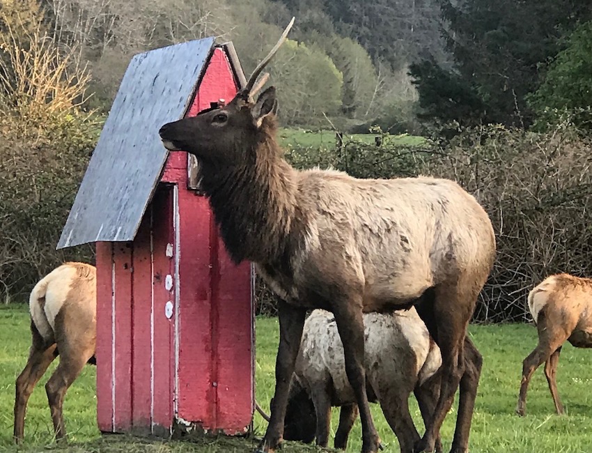 surthrival elk antler