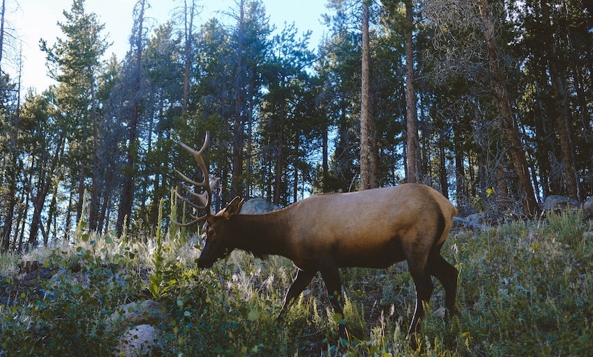surthrival_UK_elk_ancient_purity