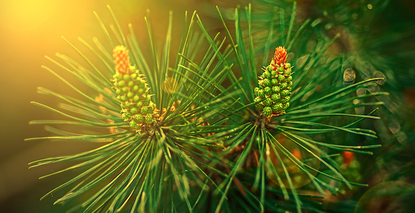 Pine Pollen is the perfect foundation for Elite Nutrition. This Super-Charged Elixir contains over 200 bioactive nutrients, Vitamins, and Minerals that help unlock peak physical and mental health. Pine Pollen has been a staple in Chinese and Korean medicine for more than 2,000 years. Used for Immunity, Lungs, Libido, Hormones and more. You need to experience Pine Pollen to understand its power
