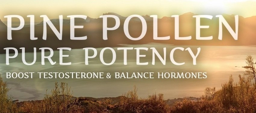 buy surthrival pine pollen tincture pure potency