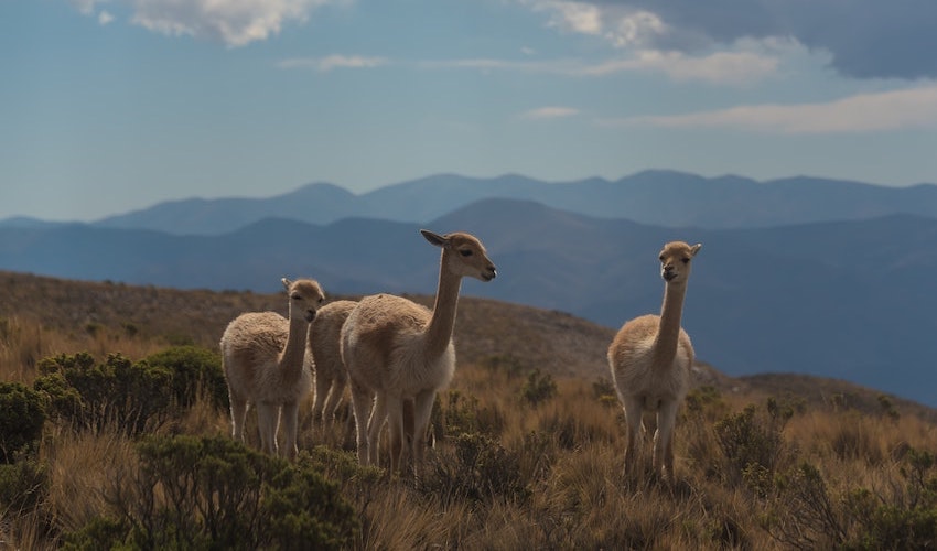 Bombillas straw natural handmade in Argentina