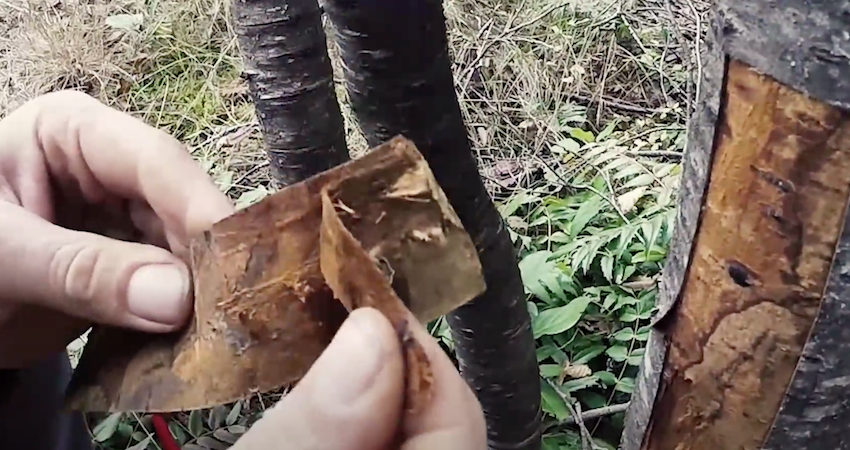 how to collect wild cherry inner bark
