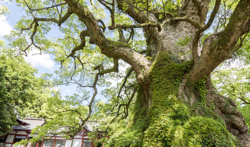 camphor tree balm