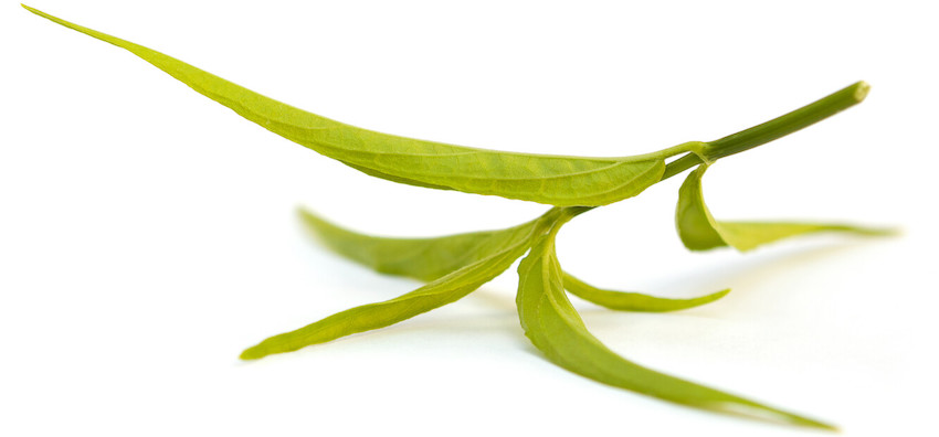 sabah snake grass balm thai UK