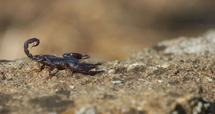 black scorpion balm from Thailand 