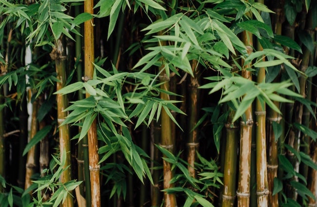 ancient wisdom eco bamboo cotton buds