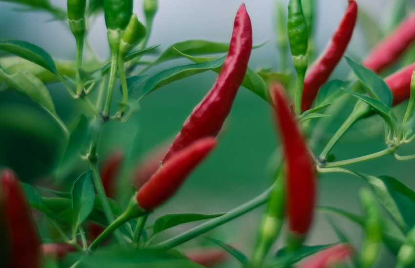 best form of cayenne oil cayenne pepper extract