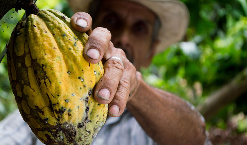 Connecting with Ceremonial Cacao